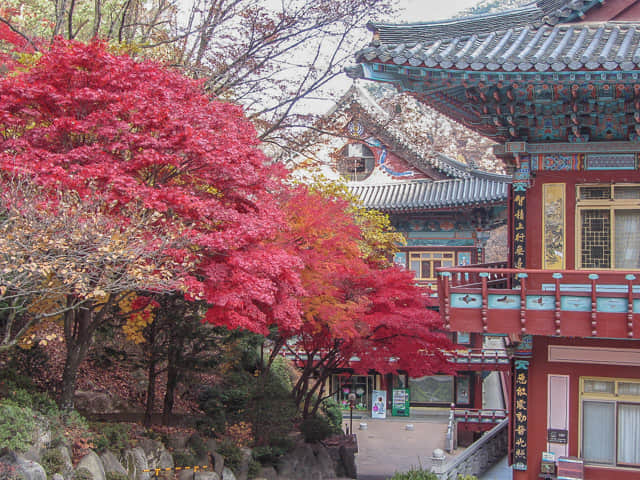 韓國丹陽小白山救仁寺 (구인사 Guinsa) 仁光堂(인광당) 總務院 (총무원) 秋天紅葉