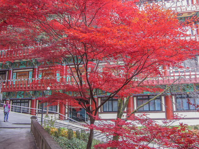 韓國丹陽救仁寺 秋天紅葉