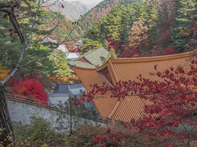 韓國丹陽 小白山谷中的 救仁寺 秋天紅葉景色