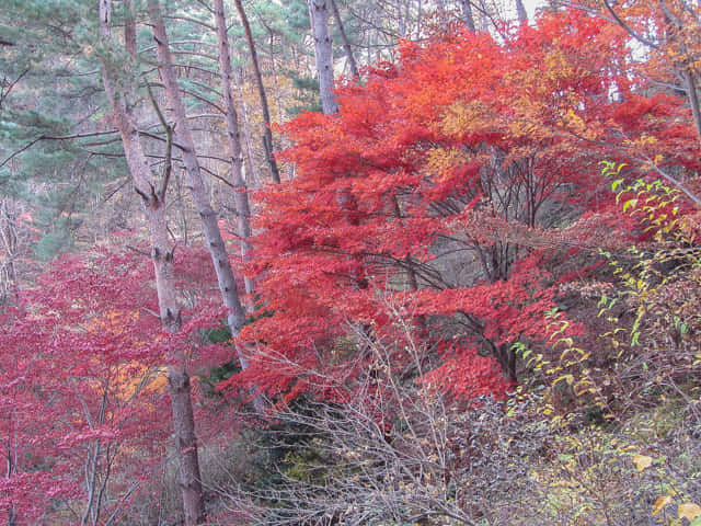 韓國丹陽 救仁寺 漂亮秋天紅葉步道景色