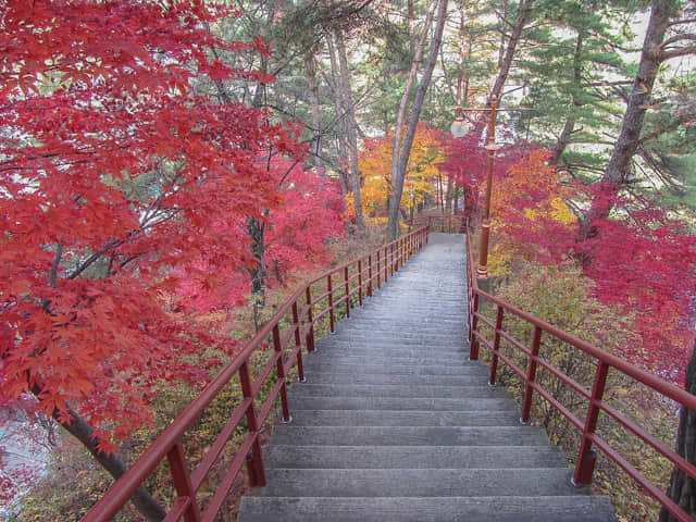 韓國丹陽 救仁寺 漂亮秋天紅葉步道景色