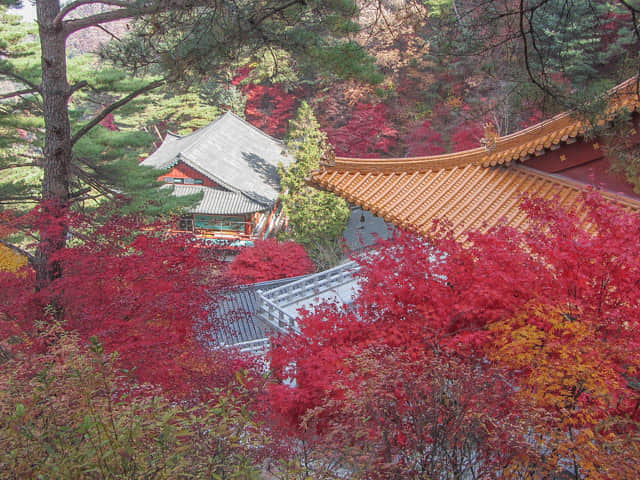 韓國丹陽 救仁寺 漂亮秋天紅葉步道景色