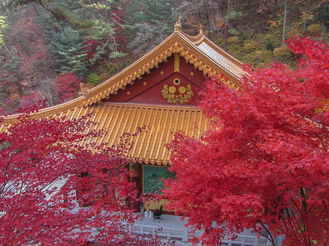 韓國丹陽 救仁寺 漂亮秋天紅葉步道景色