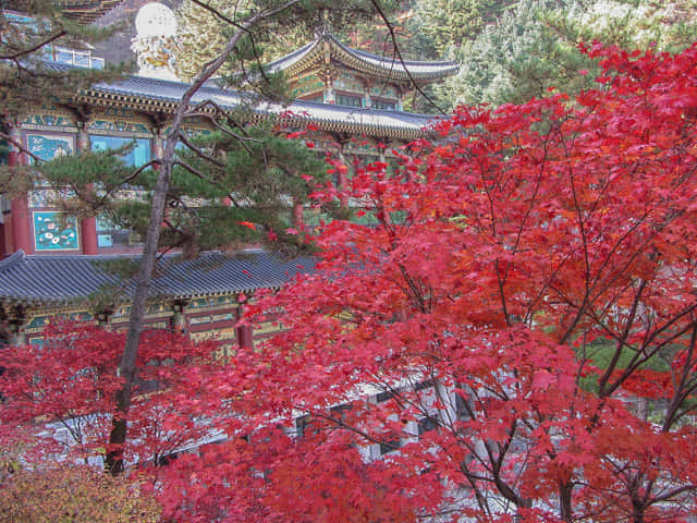 韓國丹陽 救仁寺 漂亮秋天紅葉步道景色