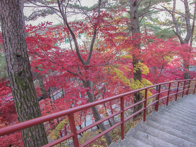 韓國丹陽 救仁寺 漂亮秋天紅葉步道景色