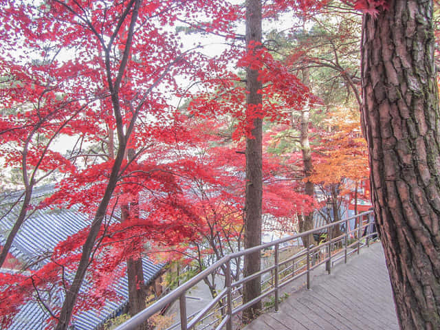 韓國丹陽 救仁寺 漂亮秋天紅葉步道景色