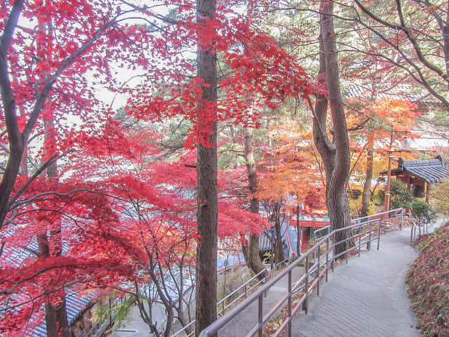 韓國丹陽 救仁寺 漂亮秋天紅葉步道景色