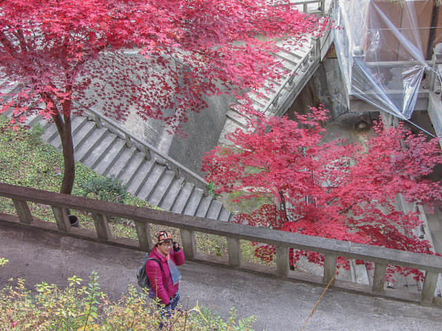 韓國丹陽 救仁寺 漂亮秋天紅葉步道景色