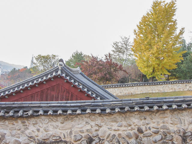 韓國忠清北道 堤川鄉校 秋天黃銀杏景色