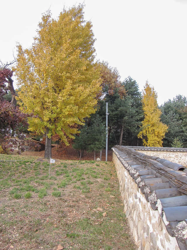 韓國忠清北道 堤川 艾後山公園 秋天黃銀杏景色