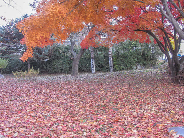 韓國忠清北道 堤川高等學校 (제천고교) 校園秋天紅葉景色