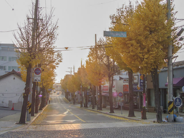 韓國忠清北道 堤川金黃銀杏大道