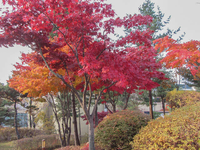 韓國忠清北道 堤川中央公園 秋天紅葉景色