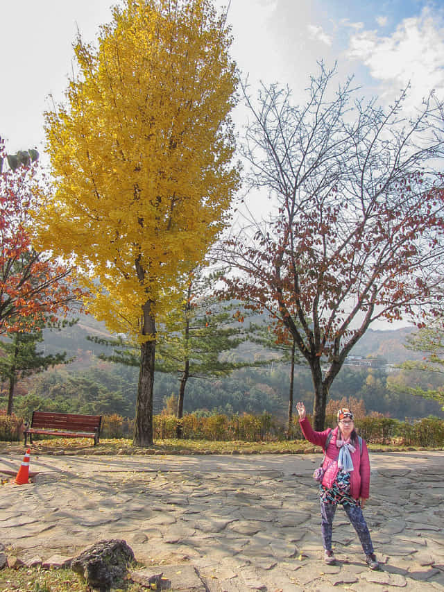 堤川忠州湖清風文化財團地 秋天紅葉、黃銀杏景色