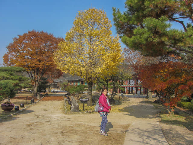 堤川忠州湖清風文化財團地 秋天紅葉、黃銀杏景色