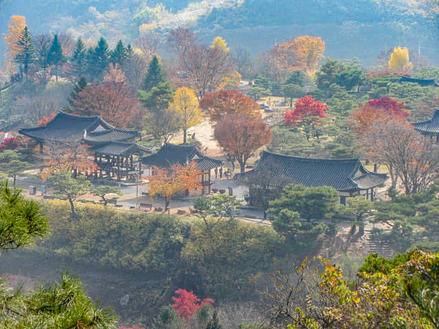 堤川清風文化財團地 秋天漂亮紅葉、黃銀杏景色