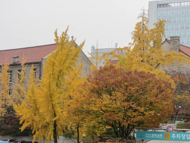 韓國首爾明洞秋天紅楓葉、黃銀杏景色