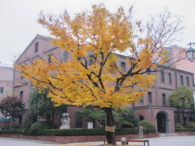 韓國首爾 明洞天主教堂 秋天紅楓葉、黃銀杏景色