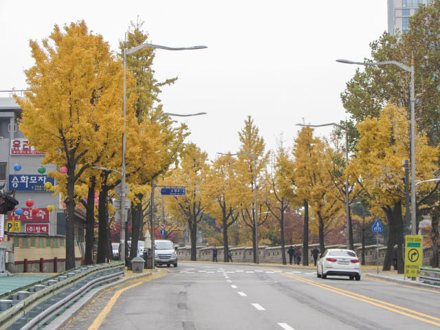 韓國首爾城廓路 秋天紅葉、金黃銀杏漂亮街景