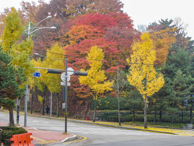 韓國首爾南山公園入口 秋天紅葉、金黃銀杏漂亮街景