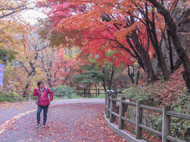 首爾南山北側循環路 秋天紅楓葉漂亮景色