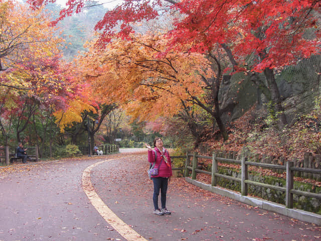 首爾南山北側循環路 秋天紅楓葉漂亮景色