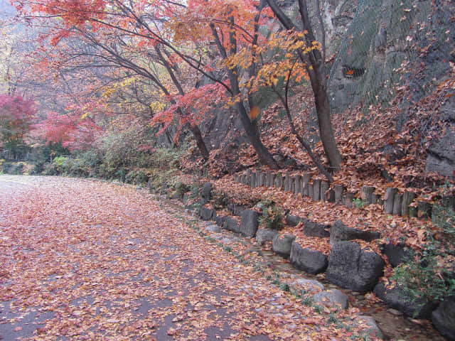 首爾南山北側循環路 秋天紅楓葉漂亮景色