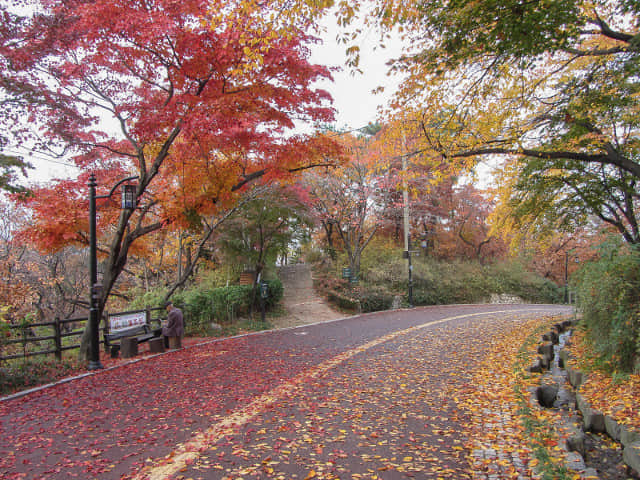 首爾南山北側循環路 秋天紅楓葉漂亮景色