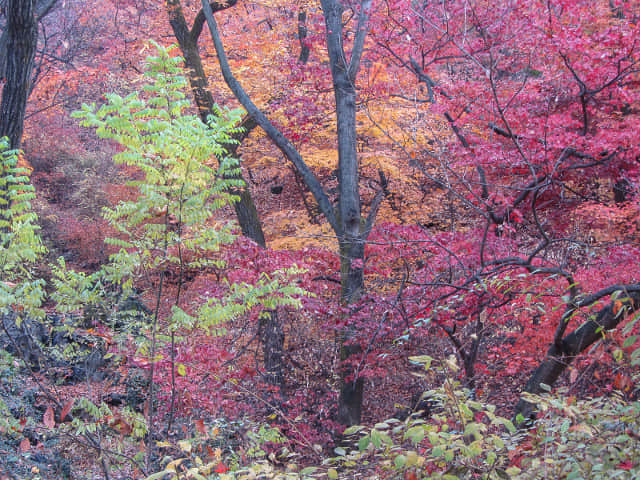 首爾南山北側循環路 秋天紅楓葉漂亮景色