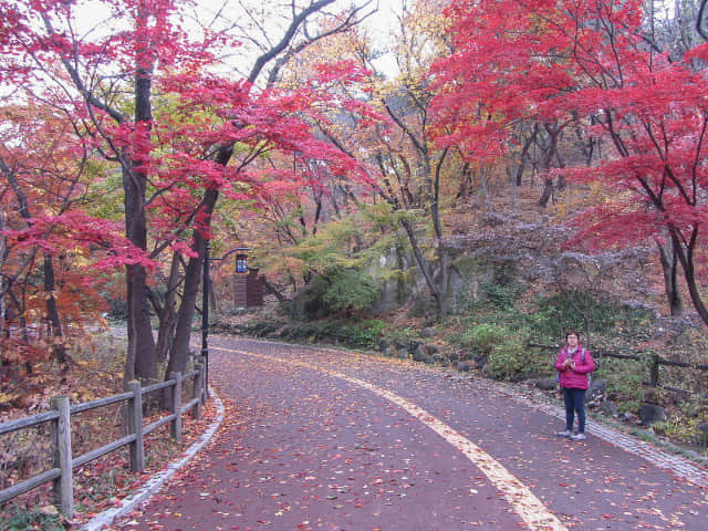 首爾南山北側循環路 秋天紅楓葉漂亮景色