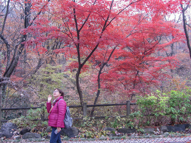 首爾南山北側循環路 秋天紅楓葉漂亮景色