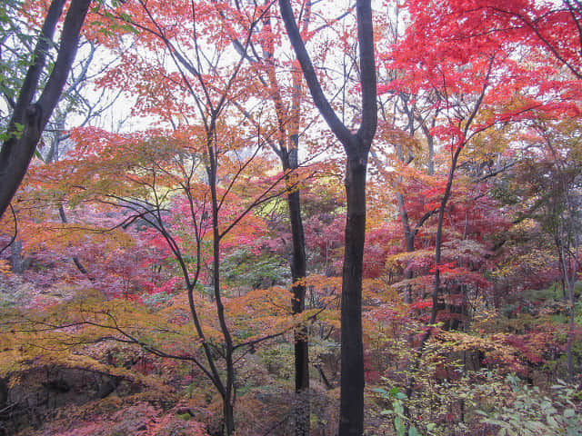 首爾南山北側循環路 秋天紅楓葉漂亮景色