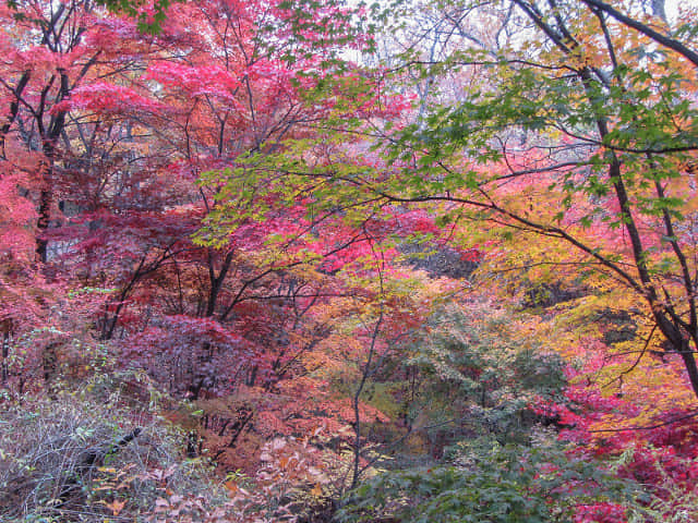 首爾南山北側循環路 秋天紅楓葉漂亮景色