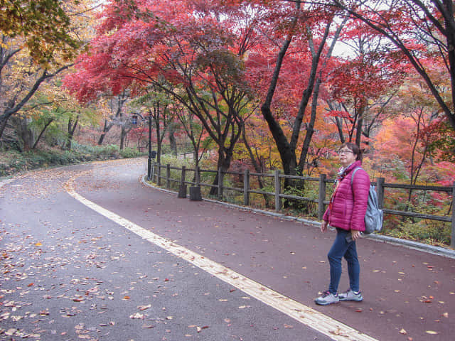 首爾南山北側循環路 秋天紅楓葉漂亮景色