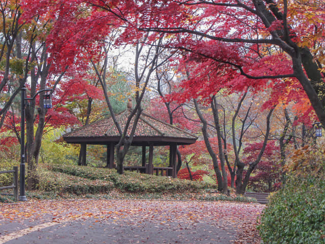 首爾南山北側循環路 秋天紅楓葉漂亮景色