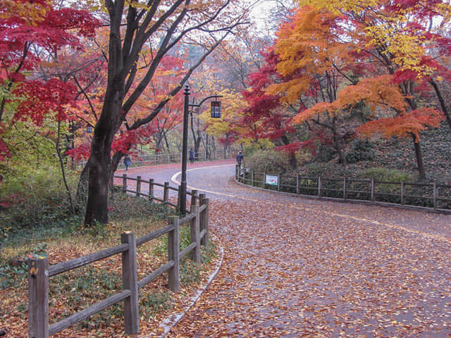 首爾南山北側循環路 秋天紅楓葉漂亮景色