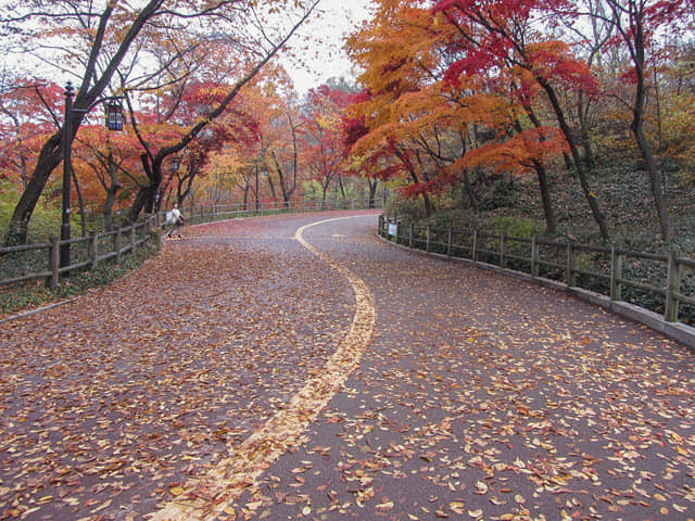 首爾南山北側循環路 秋天紅楓葉漂亮景色