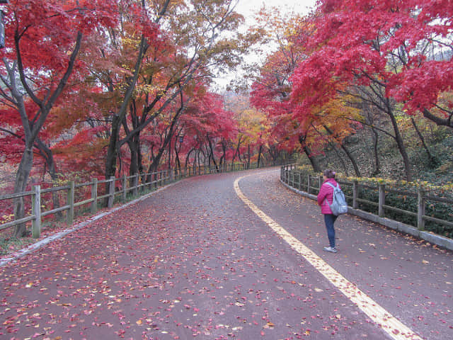 首爾南山北側循環路 秋天紅楓葉漂亮景色