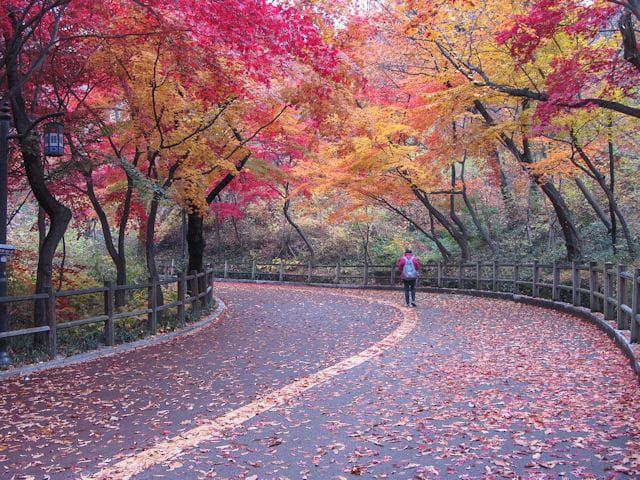 首爾南山公園 南山北側循環路 秋天紅楓葉漂亮景色