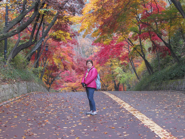 首爾南山公園 南山北側循環路 秋天紅楓葉漂亮景色