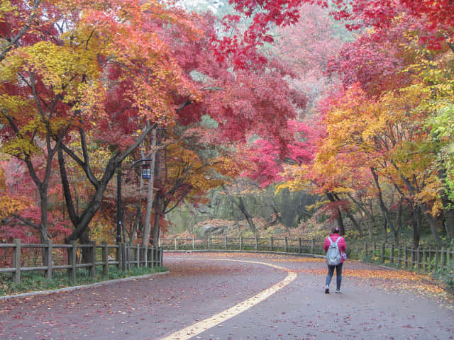 首爾南山公園 南山北側循環路 秋天紅楓葉漂亮景色