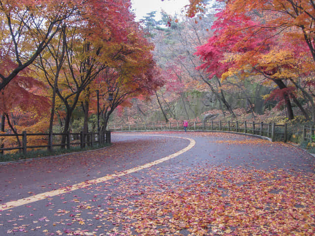 首爾南山公園 南山北側循環路 秋天紅楓葉漂亮景色