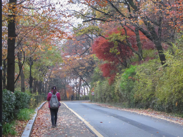 首爾南山公園 南山南側循環路 秋天紅葉景色