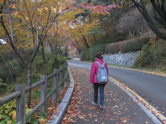 首爾南山公園 南山南側循環路 秋天紅葉景色