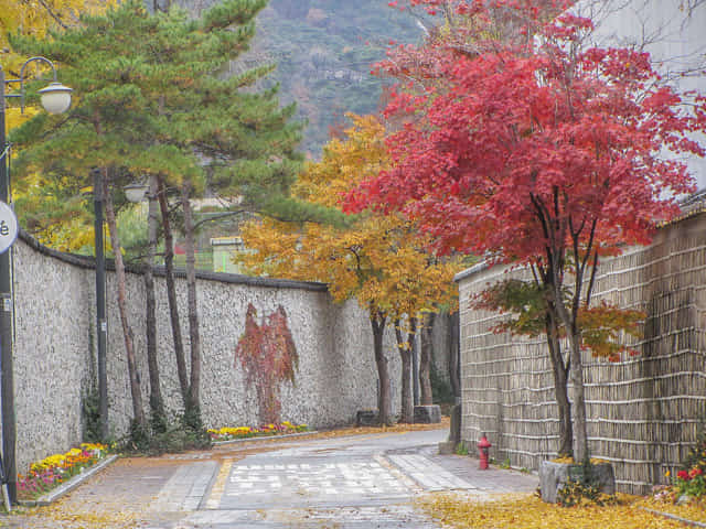 韓國首爾 三清洞石牆路 漂亮秋天紅葉