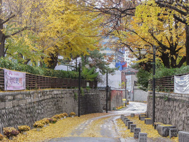 韓國首爾 三清洞石牆路 漂亮秋天金黃銀杏景色