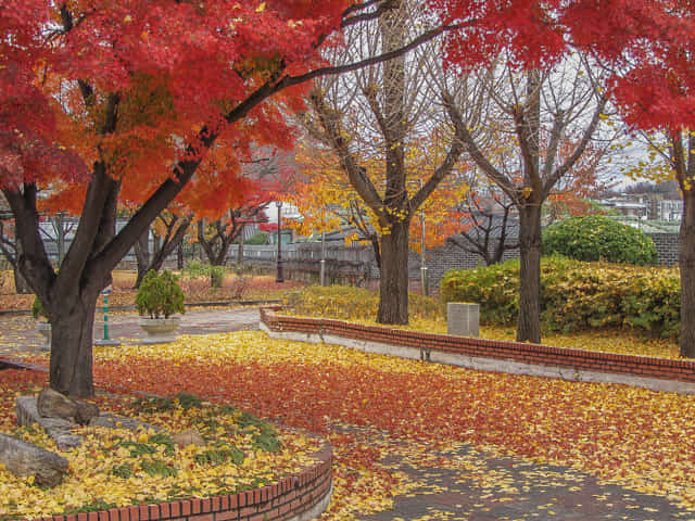 首爾北村教育博物館 絕美秋天紅葉、金黃銀杏景色