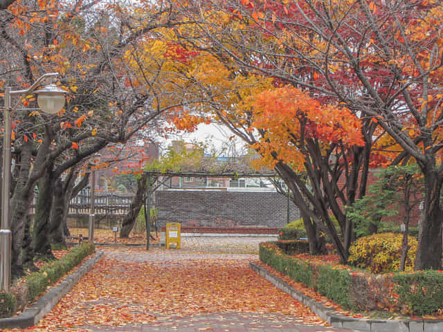 首爾北村教育博物館 絕美秋天紅葉、金黃銀杏景色