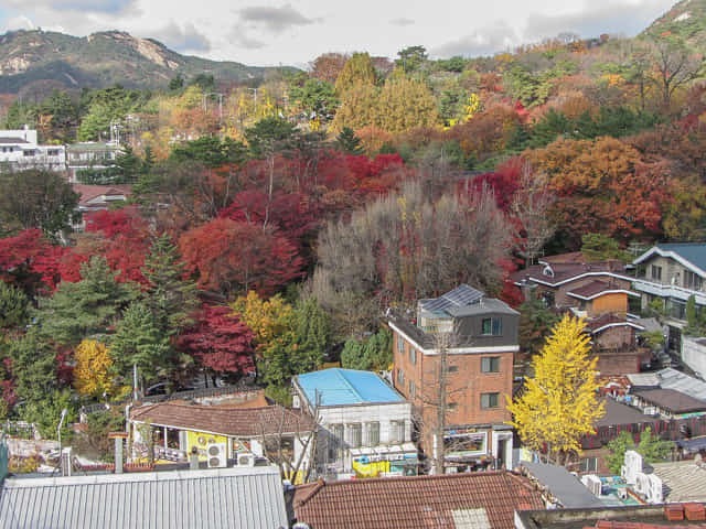 北村韓屋村 眺望三清洞紅楓葉、黃銀杏秋天景色