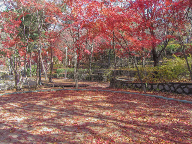 首爾三清洞 三清公園 北岳山首爾城郭登山路 秋天紅葉景色